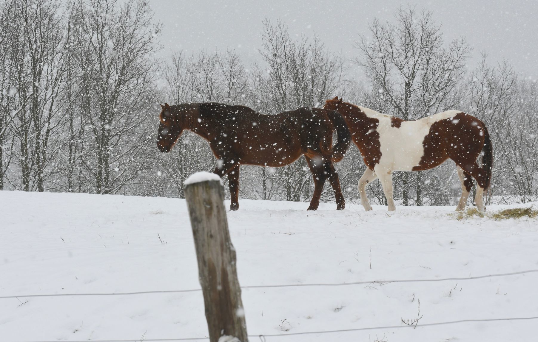 Snow horses